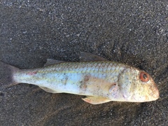 Mullus barbatus