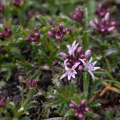 Lobelia jasionoides