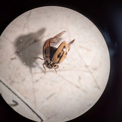 Mulsantina hudsonica