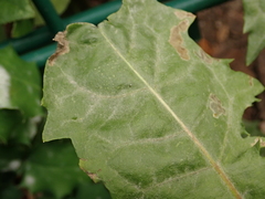 Podosphaera erigerontis-canadensis