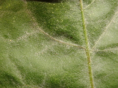 Podosphaera erigerontis-canadensis