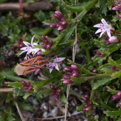 Lobelia jasionoides