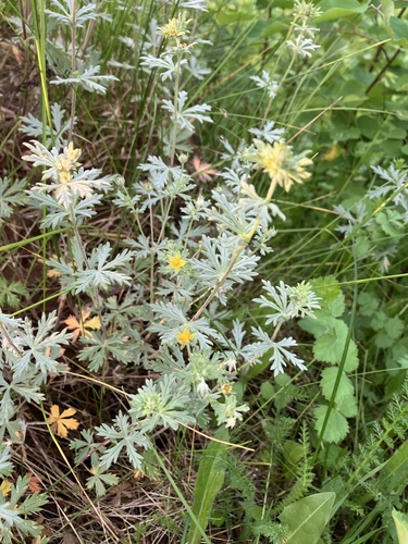 Silvery Cinquefoil