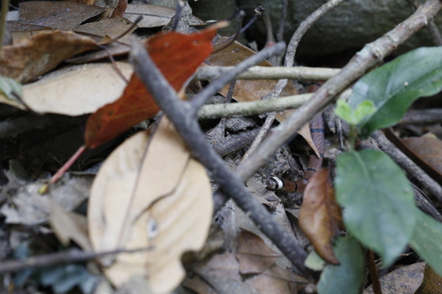 Swinhoe's Temperate Asian Coralsnake