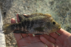 Haiti Cichlid photo 2