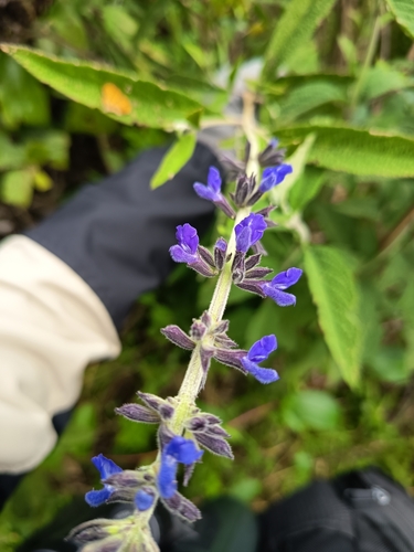 Salvia bogotensis