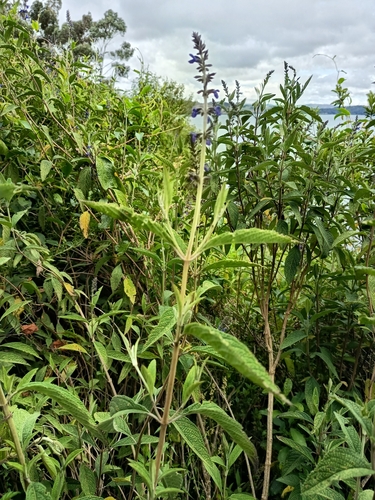 Salvia bogotensis, photograph 2
