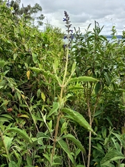 Salvia bogotensis, photograph (c) marthayolimapardodiaz, some rights reserved (CC BY)