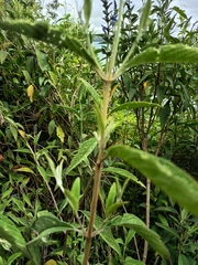 Salvia bogotensis, photograph (c) marthayolimapardodiaz, some rights reserved (CC BY)