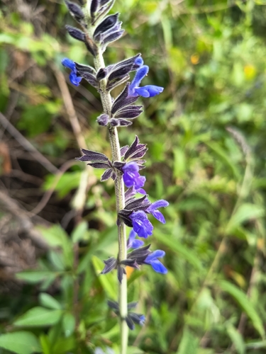 Salvia bogotensis, photograph 4