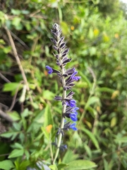 Salvia bogotensis, photograph (c) marthayolimapardodiaz, some rights reserved (CC BY)