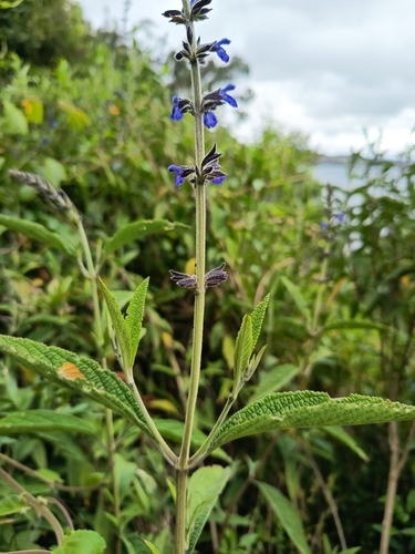 Salvia bogotensis, photograph 6