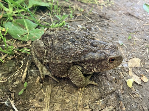 European Toad