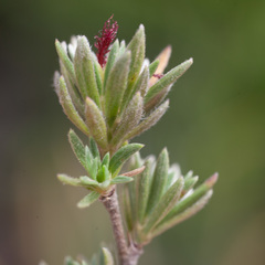 Cliffortia sericea