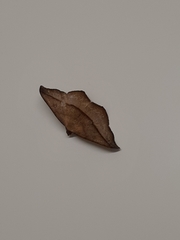 Sarisa muriferata