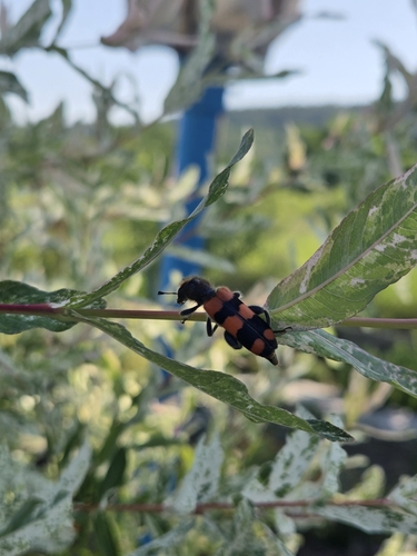 Trichodes crabroniformis