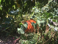 Cucurbita maxima maxima