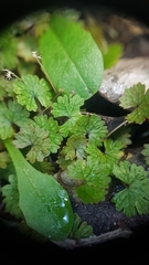 Hydrocotyle moschata parvifolia
