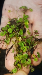 Hydrocotyle moschata parvifolia