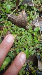 Hydrocotyle moschata parvifolia