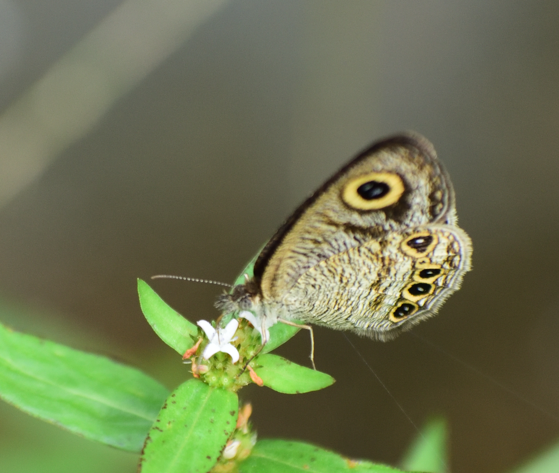 Common Four-Ring