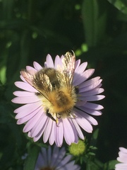 Bombus pascuorum