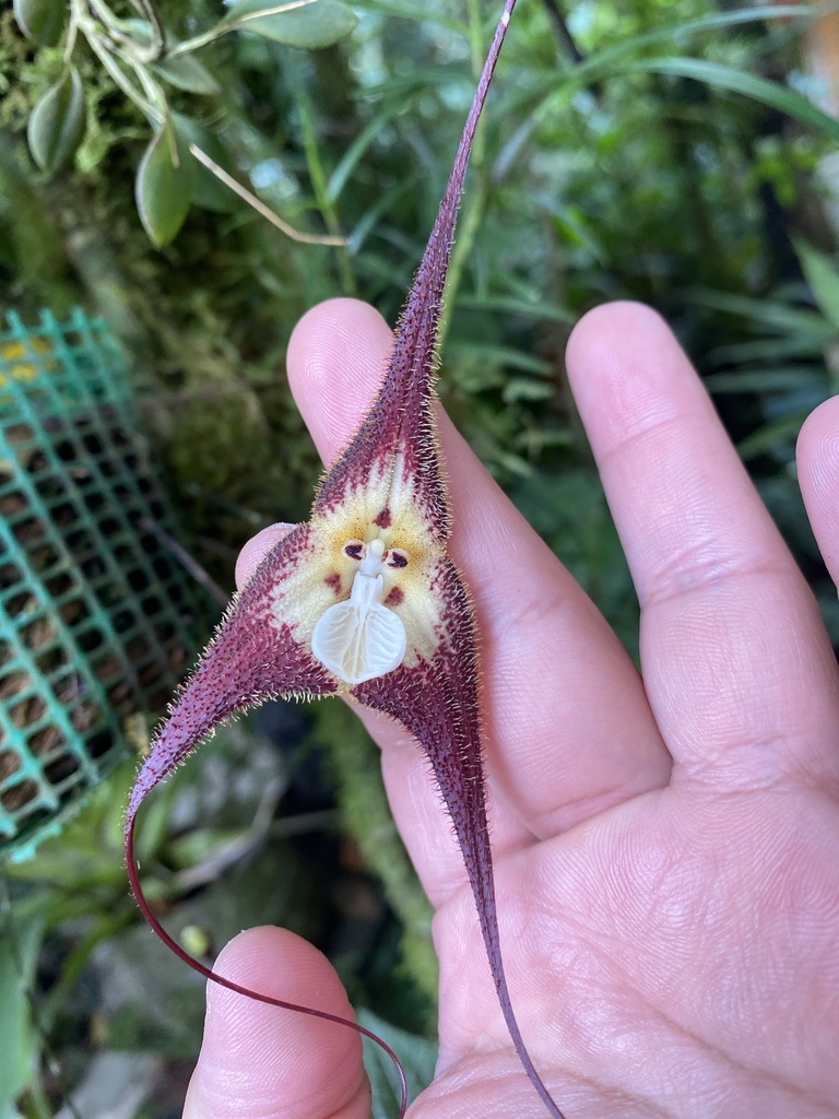 Dracula tubeana (Rchb.f.) Luer