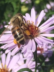 Apis mellifera