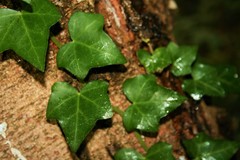 Hedera helix