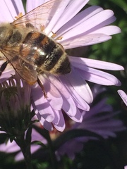 Apis mellifera