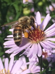 Apis mellifera