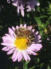 Apis mellifera