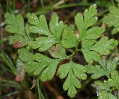 Geranium robertianum