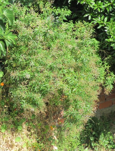 Aloysia citrodora