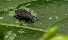Hypselonotini