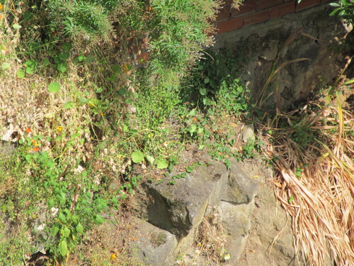 Aloysia citrodora