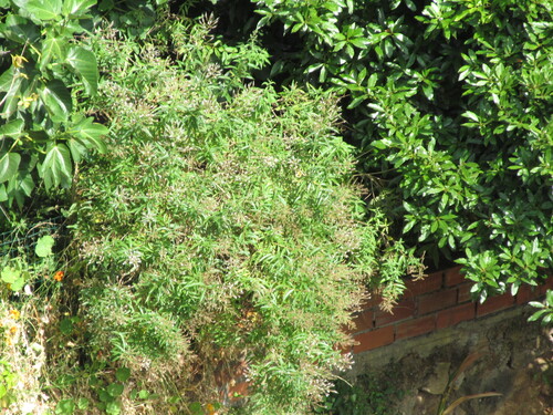 Aloysia citrodora