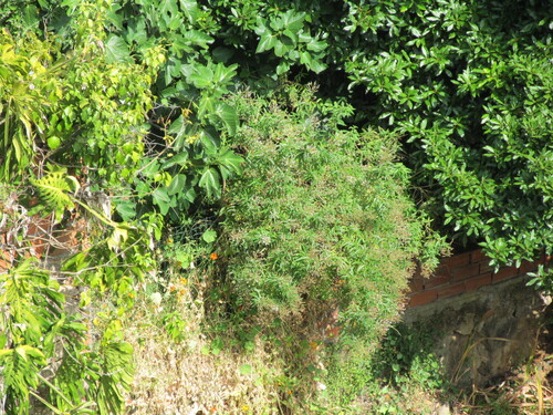 Aloysia citrodora