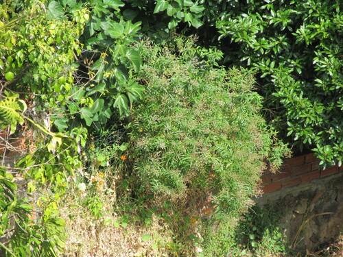 Aloysia citrodora