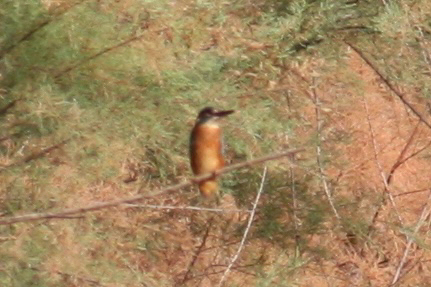 Common Kingfisher