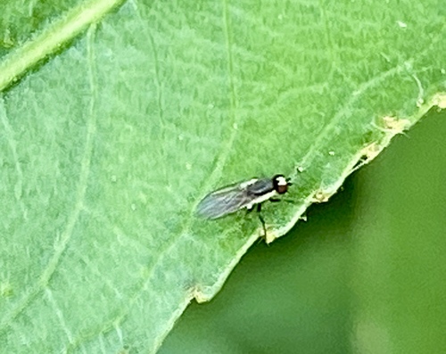 iNaturalist observation photo of Calycomyza