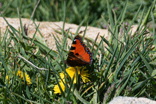 Aglais ichnusa