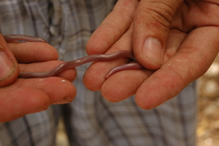 Typhlops pusillus
