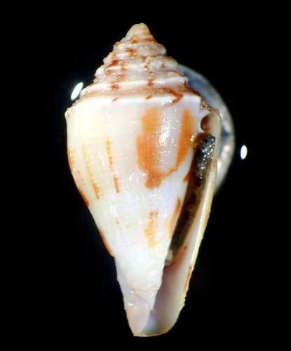 Conus kermadecensis observed 2025-05-28