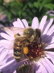 Apis mellifera