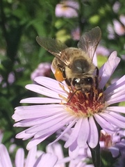 Apis mellifera
