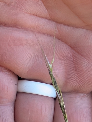Eriocoma lemmonii, 2025-06-07