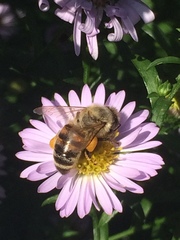 Apis mellifera