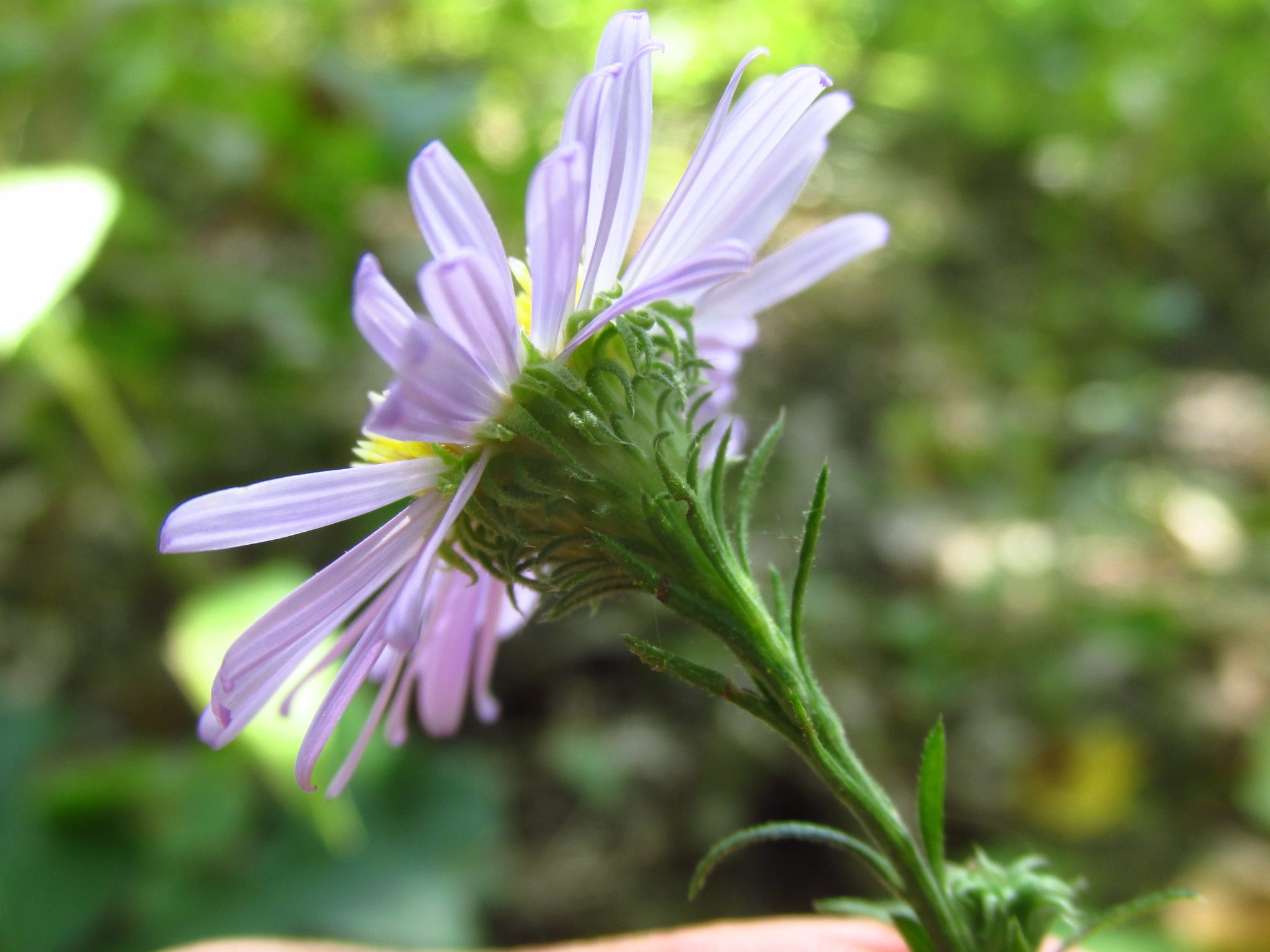 Symphyotrichum anomalum