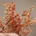 Spreading Crassula - Photo (c) Tony Rebelo, some rights reserved (CC BY-SA), uploaded by Tony Rebelo